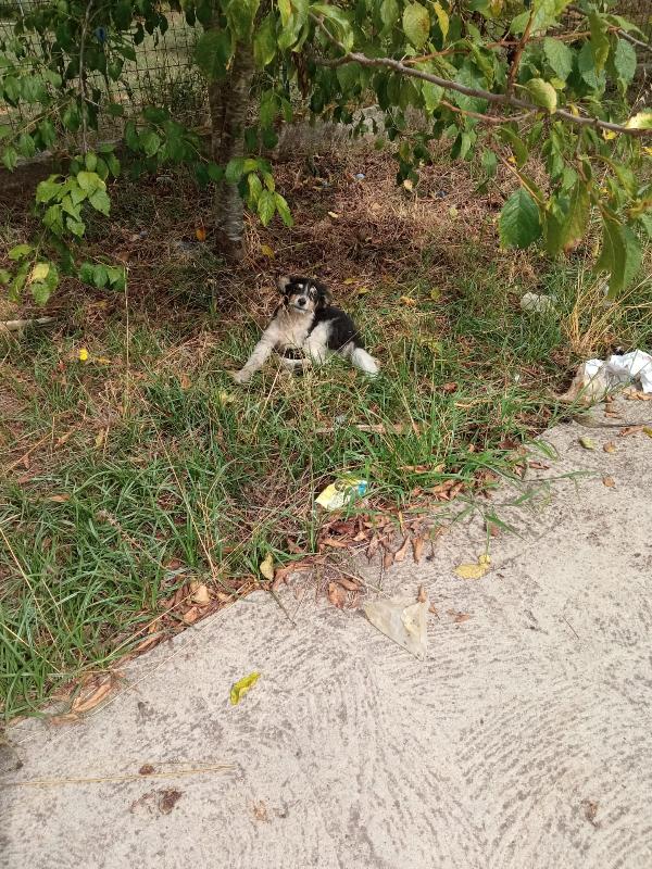 🐾💛“Pepsi, cucciolo dal cuore grande in cerca di una vita vera"💕🧑🏻‍🧑🏻‍🧒🏻 Foto 3